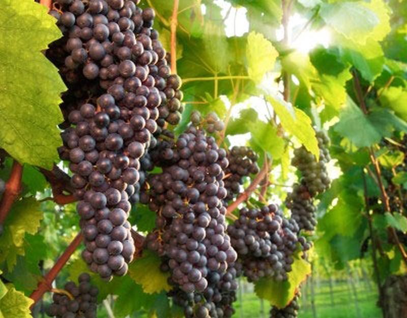 Vitis 'Blauer Spätburgunder' -S- - Weintraube 'Blauer Spätburgunder' -S-