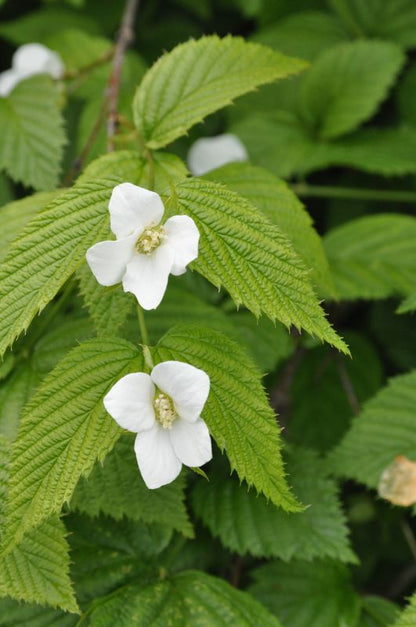 Rhodotypos scandens - Weiße Rosenkerrie