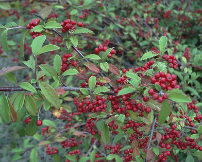 Cotoneaster watereri 'Cornubia' - Wintergrüne Baummispel 'Cornubia'
