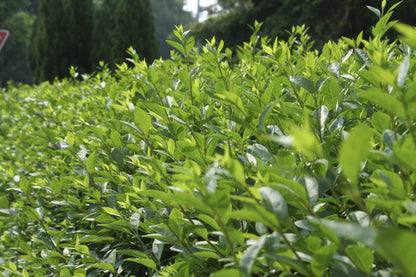 Ligustrum vulgare 'Atrovirens' - Wintergrüner Liguster 'Atrovirens'