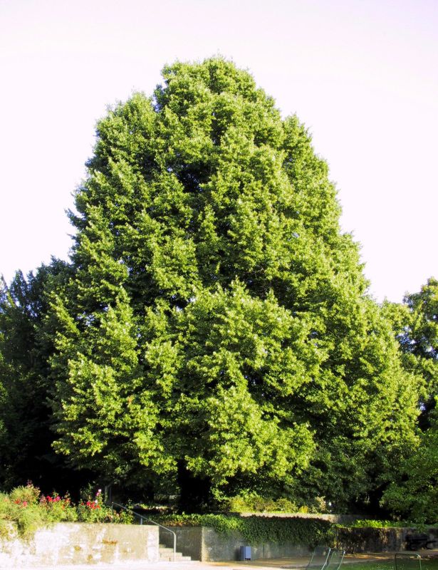 Tilia cordata - Winterlindenbaum / Lindenbaum