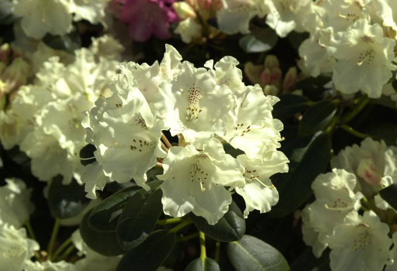 Rhododendron yakushimanum 'Marietta' - Yaku-Rhododendron 'Marietta'