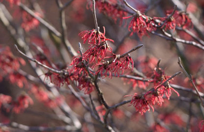 Hamamelis intermedia 'Ruby Glow' - Zaubernuss 'Ruby Glow'