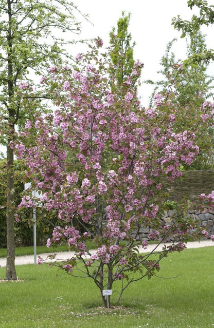 Malus 'Brandy Magic' CAC - Zierapfel 'Brandy Magic'