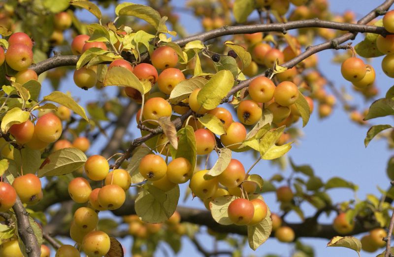 Malus 'Butterball' CAC - Zierapfel 'Butterball'