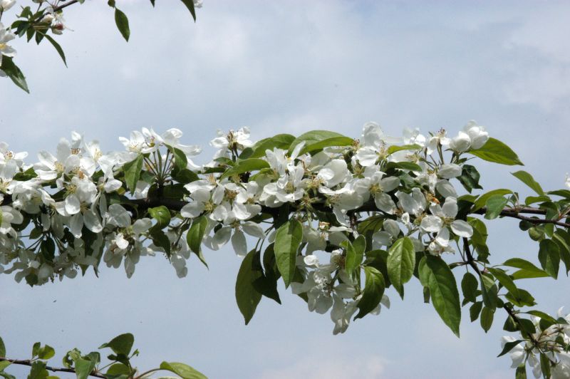 Malus 'John Downie' CAC - Zierapfel 'John Downie'