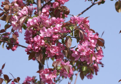 Malus 'Rudolph' CAC - Zierapfel 'Rudolph'