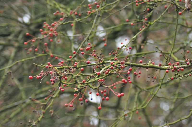 Malus toringo sargentii 'Veredlung' CAC - Zierapfel toringo sargentii 'Veredlung'