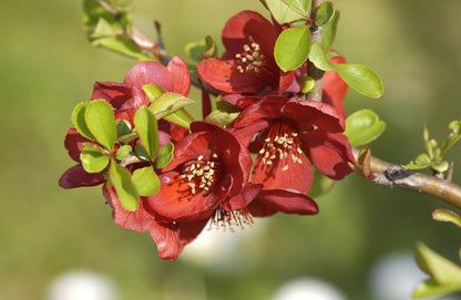 Chaenomeles 'Crimson and Gold' - Zierquitte / Scheinquitte 'Crimson and Gold'