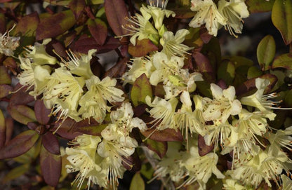 Rhododendron hanceanum 'Princess Anne' - Zwergalpenrose 'Princess Anne'