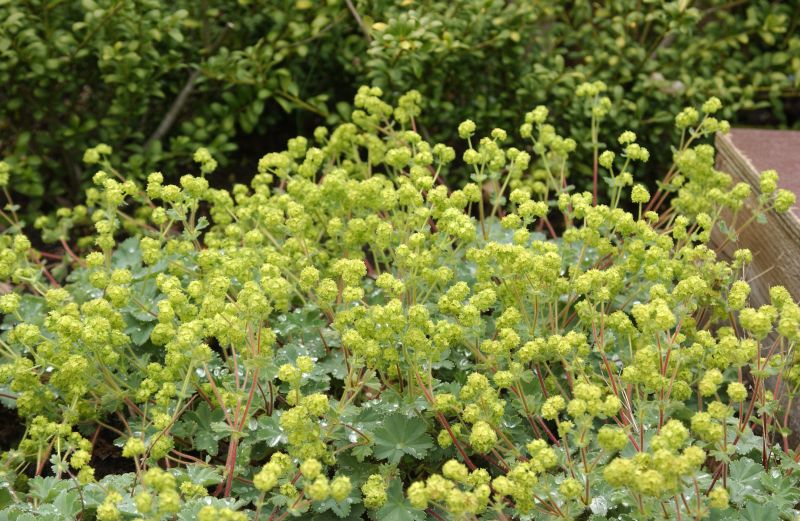 Alchemilla erythropoda - Zwergiger Frauenmantel