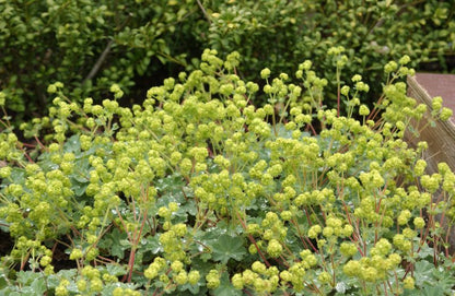 Alchemilla erythropoda - Zwergiger Frauenmantel