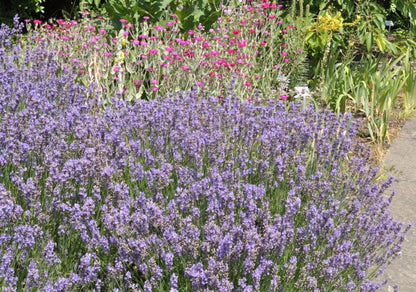 Lavandula angustifolia 'Dwarf Blue' - Zwergiger Garten-Lavendel