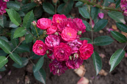Rosa 'Alberich' Z - Zwergrose 'Alberich'
