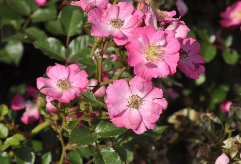 Rosa 'Lupo' ® Z - Zwergrose 'Lupo' ® ADR-Rose
