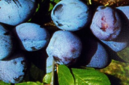 Prunus domestica 'Jojo' -S- zert.vf - Zwetsche 'Jojo' -S-