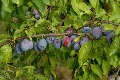 Prunus dom.'Presenta' -S- CAC - Zwetsche 'Presenta' -S-