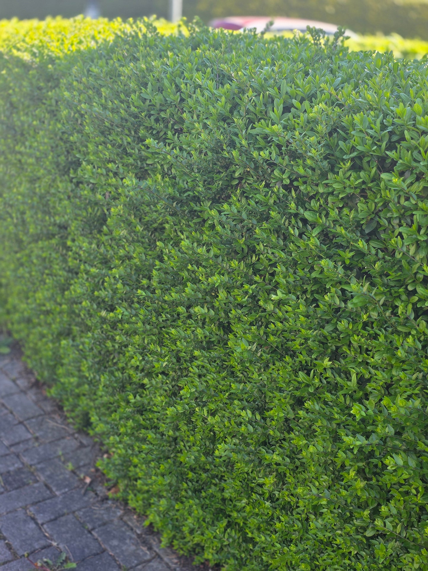 Ligustrum vulgare 'Atrovirens' - Wintergrüner Liguster 'Atrovirens'