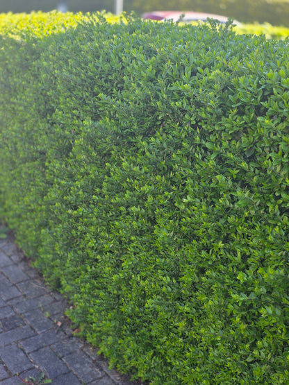 Ligustrum vulgare 'Atrovirens' - Wintergrüner Liguster 'Atrovirens'
