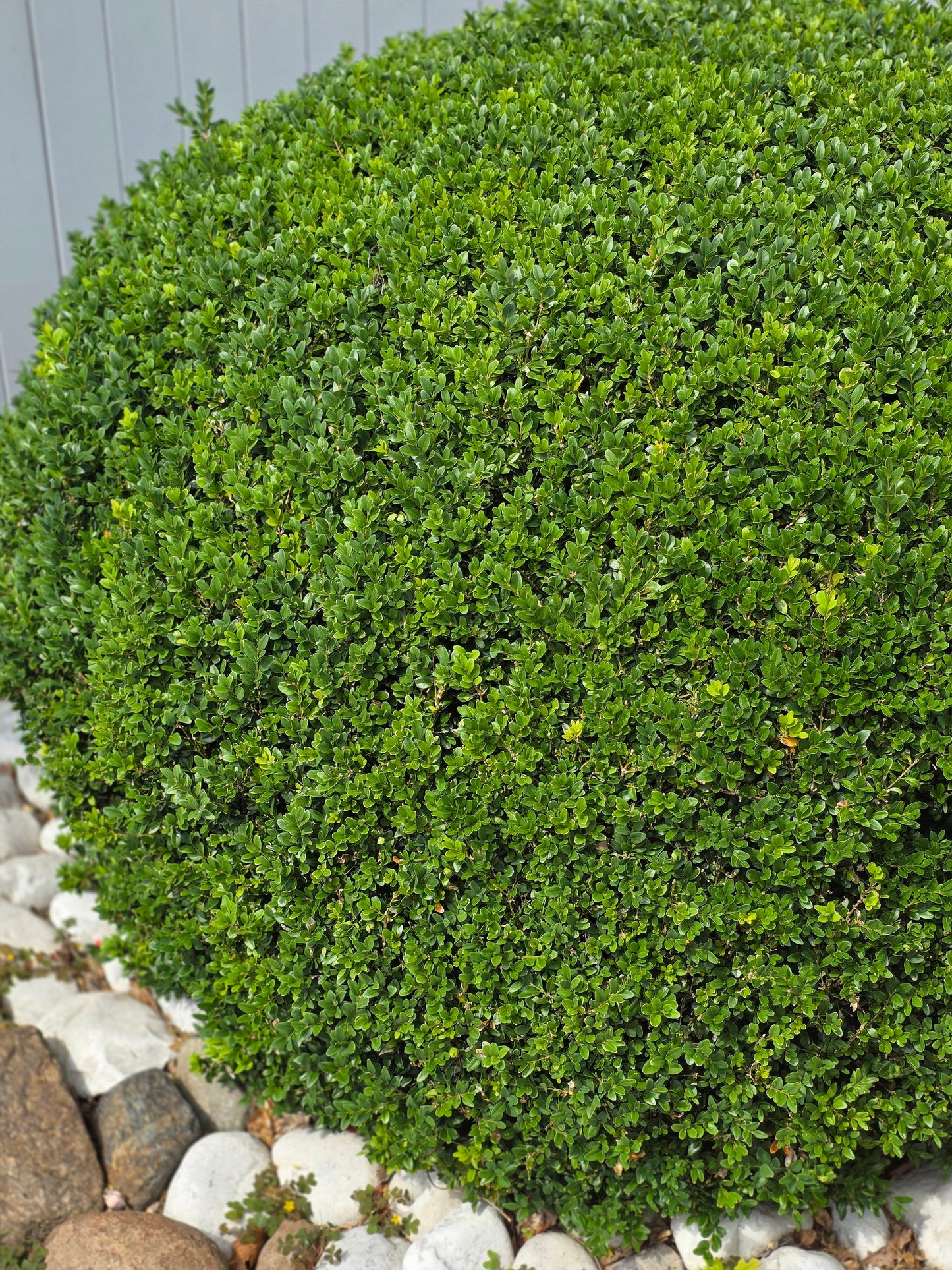 Buxus sempervirens var.arborescens - Buchsbaum / Heckenbuchs