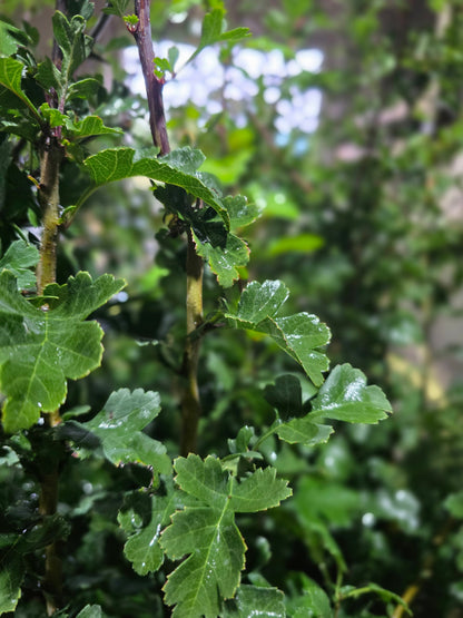 Crataegus monogyna VgU - Eingriffliger Weißdorn VgU