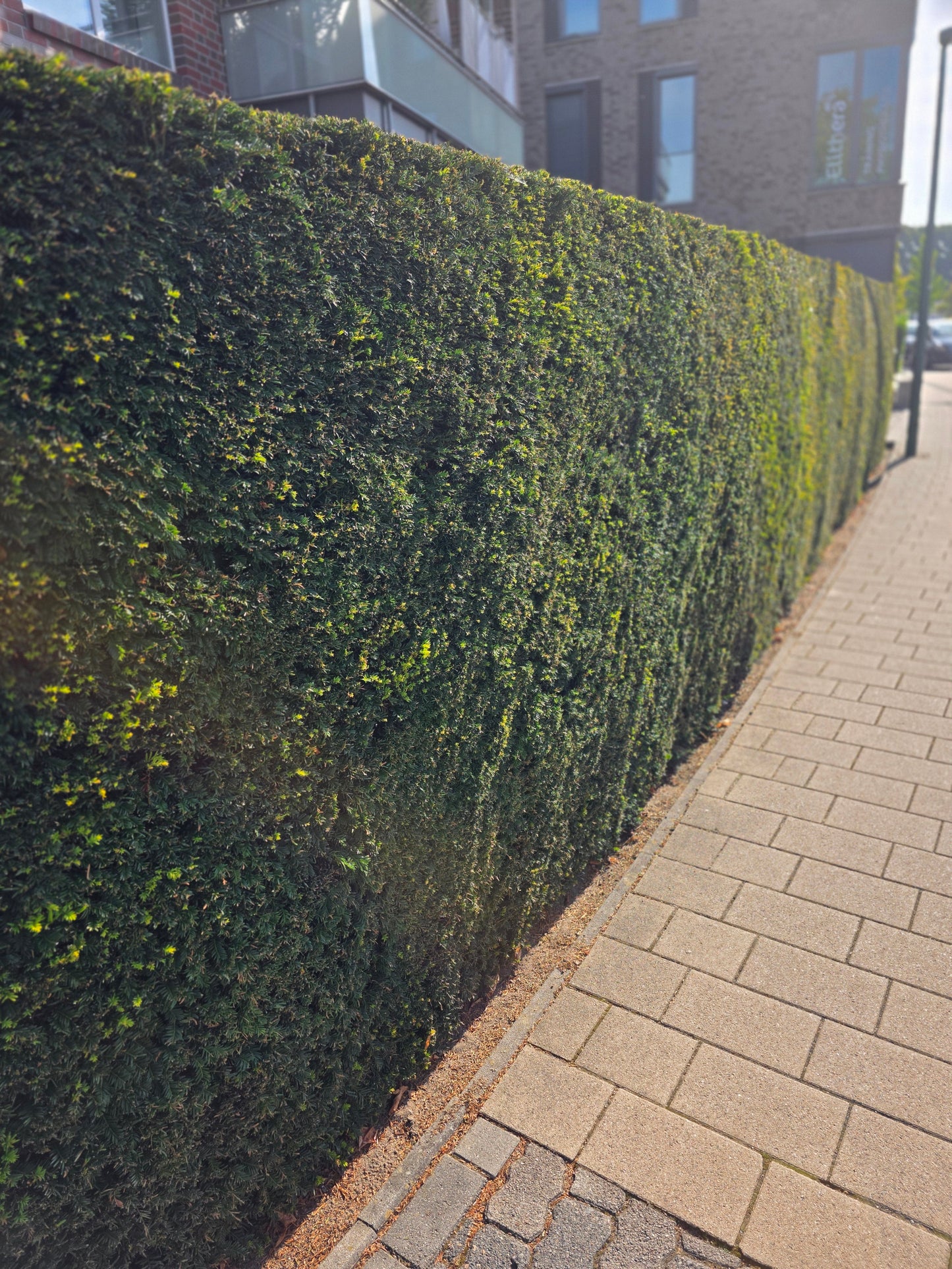 Taxus baccata - Heimische Eibe
