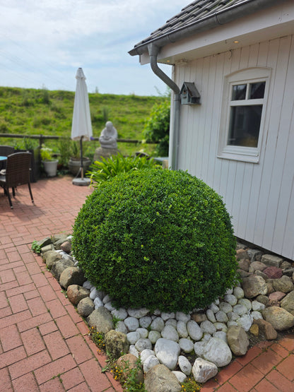 Buxus sempervirens var.arborescens - Buchsbaum / Heckenbuchs