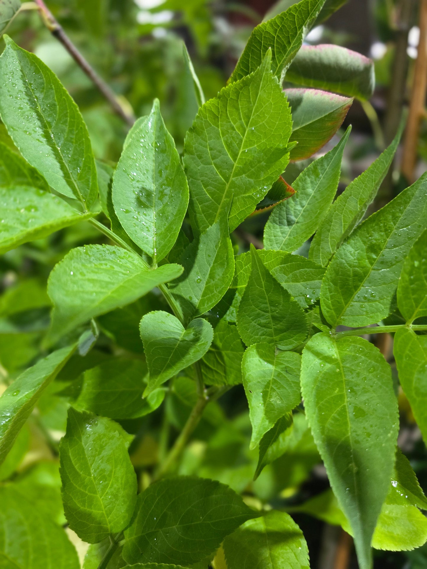 Sambucus nigra - Schwarzer Holunder
