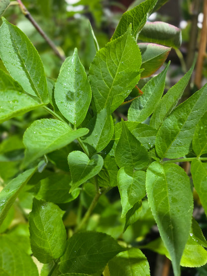 Sambucus nigra - Schwarzer Holunder