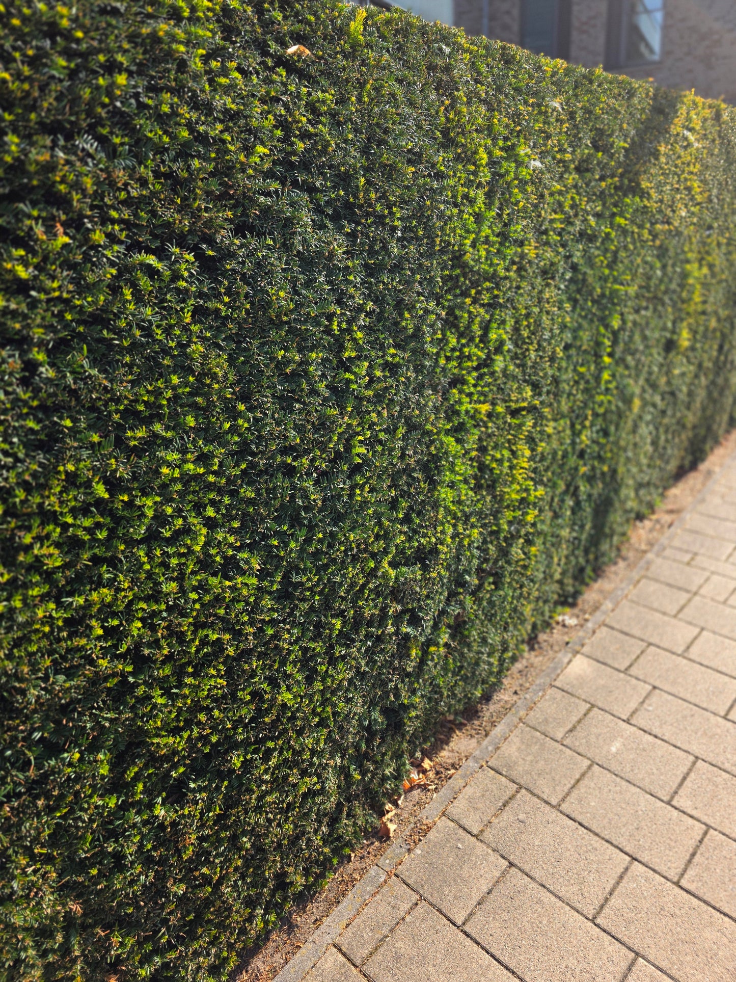Taxus baccata - Heimische Eibe