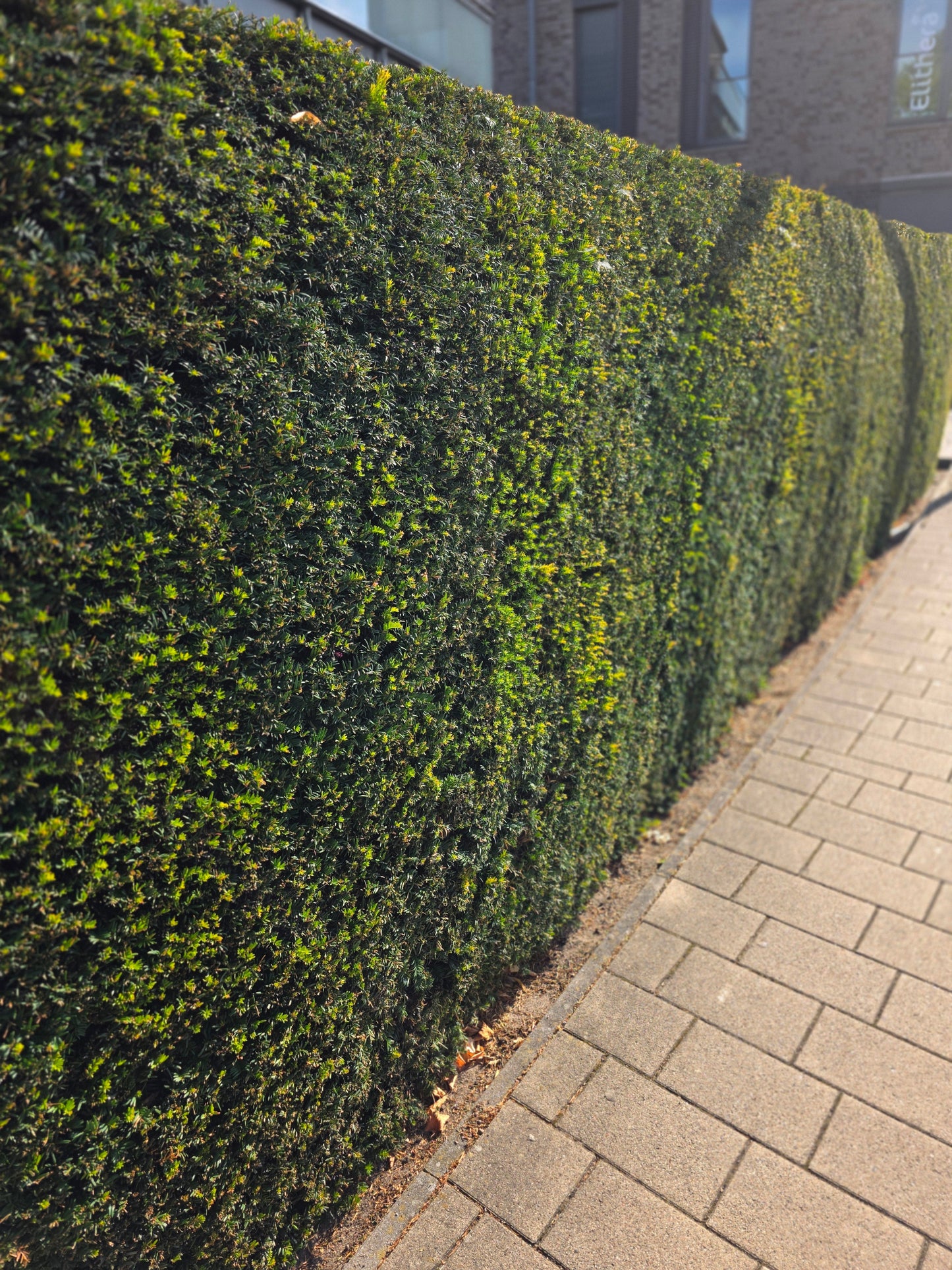Taxus baccata - Heimische Eibe
