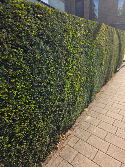 Taxus baccata - Heimische Eibe