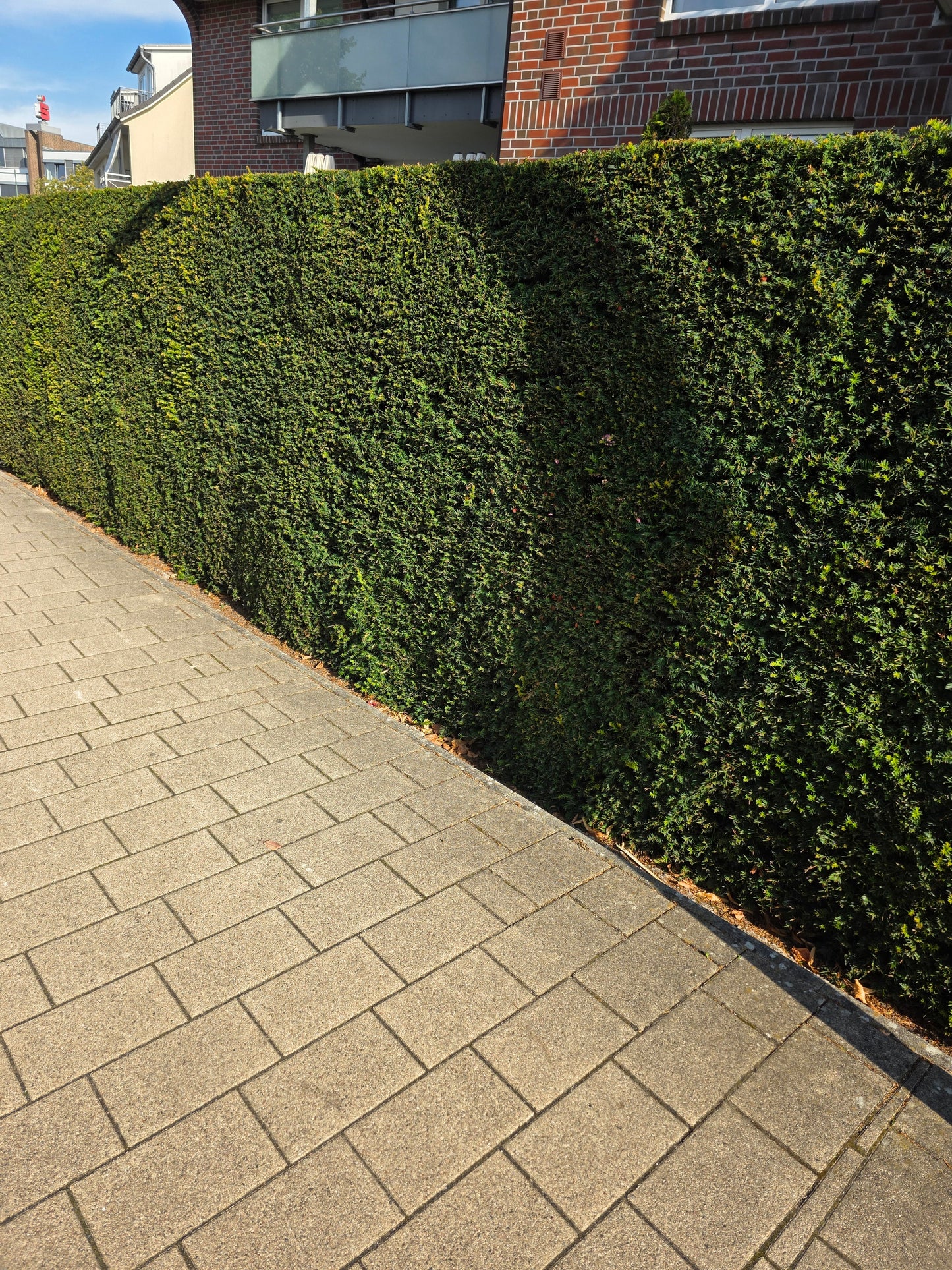Taxus baccata - Heimische Eibe