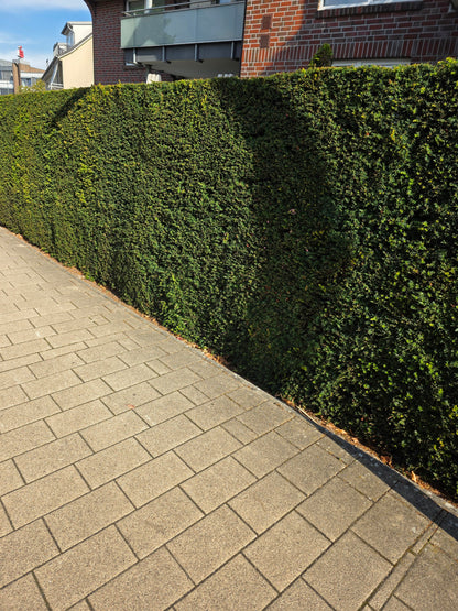 Taxus baccata - Heimische Eibe