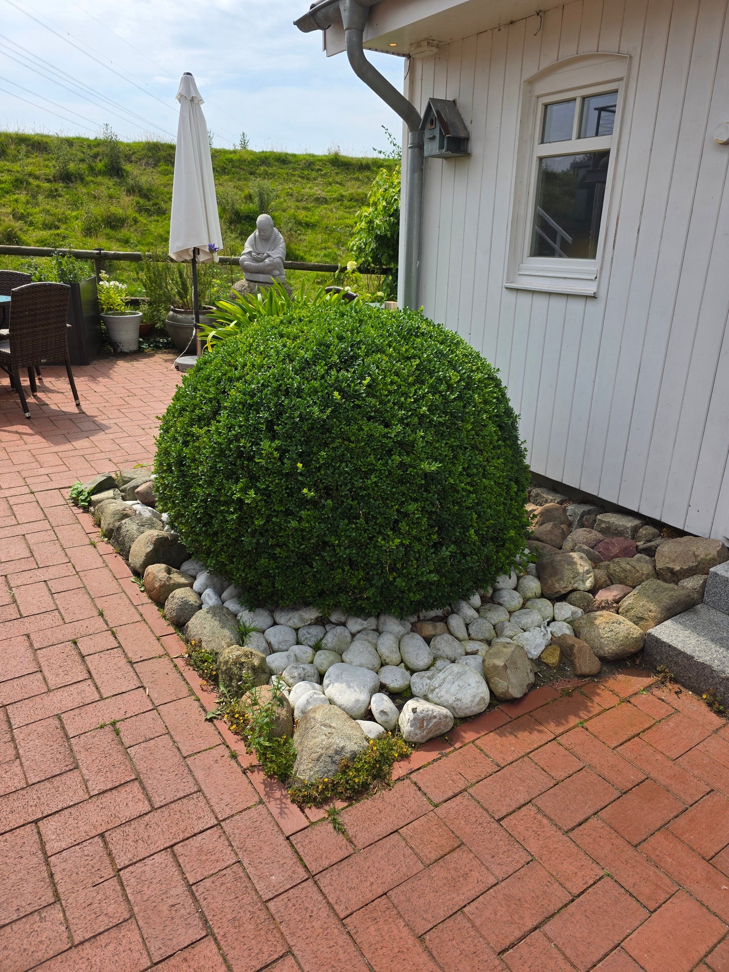 Buxus sempervirens var.arborescens - Buchsbaum / Heckenbuchs