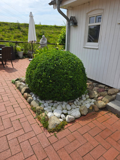 Buxus sempervirens var.arborescens - Buchsbaum / Heckenbuchs