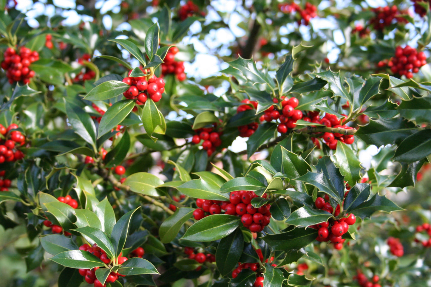 Ilex meserveae 'Blue Princess' ® - Fruchtende Stechpalme 'Blue Princess' ®