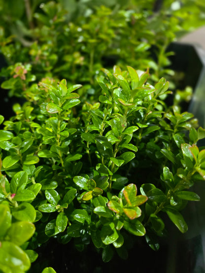 Vaccinium vitis-idaea 'Koralle' - Preiselbeere 'Koralle'