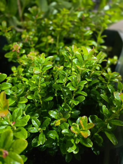 Vaccinium vitis-idaea 'Koralle' - Preiselbeere 'Koralle'