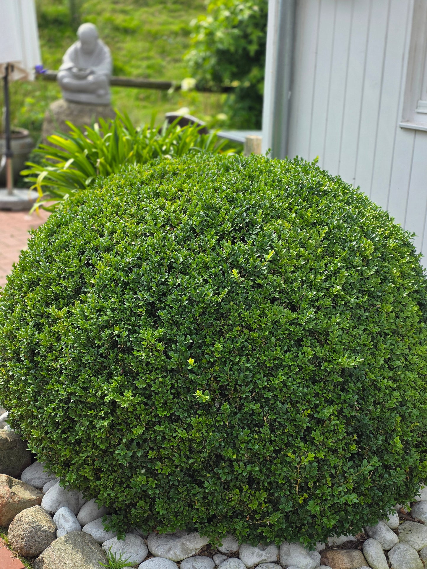 Buxus sempervirens var.arborescens - Buchsbaum / Heckenbuchs