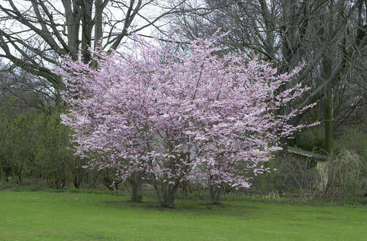 Prunus subhirtella 'Autumnalis' CAC - Rosa Winterkirsche 'Autumnalis'