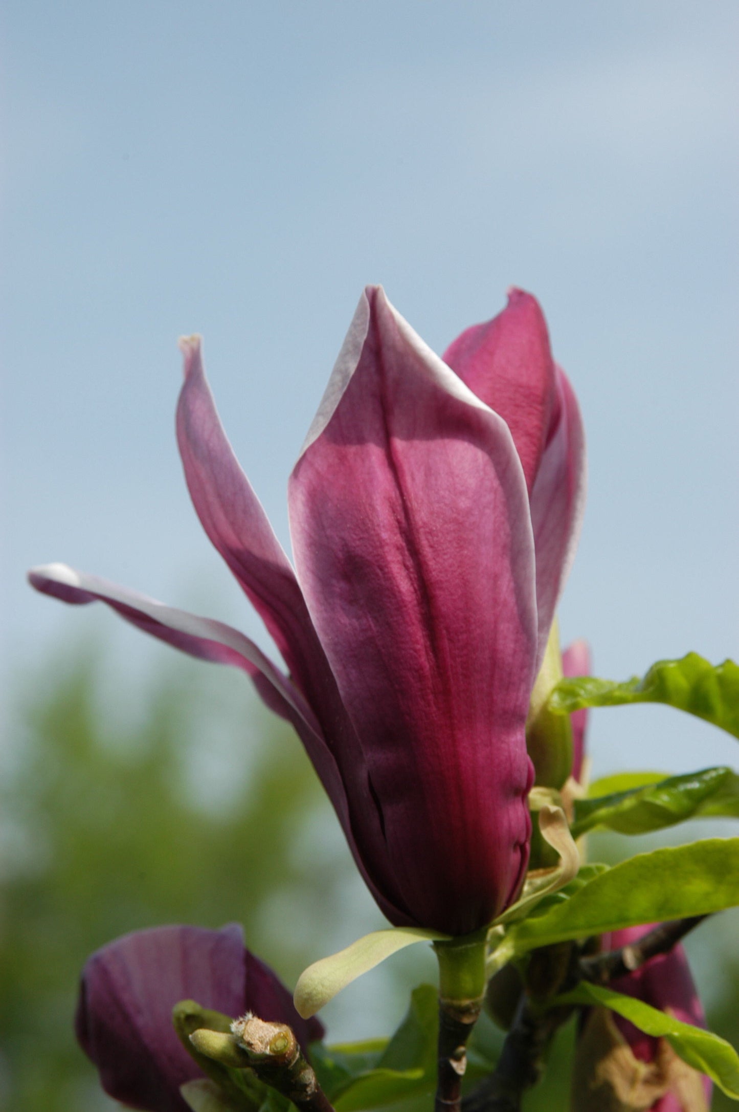 Magnolia liliiflora 'Nigra' - Purpurmagnolie 'Nigra'