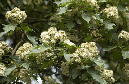 Sorbus torminalis - Elsbeere