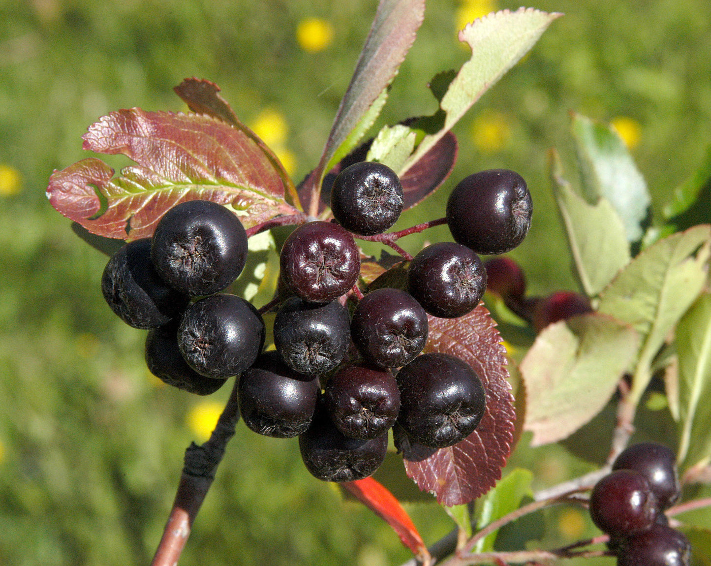 Aronia prunifolia 'Viking' - Apfelbeere 'Viking'