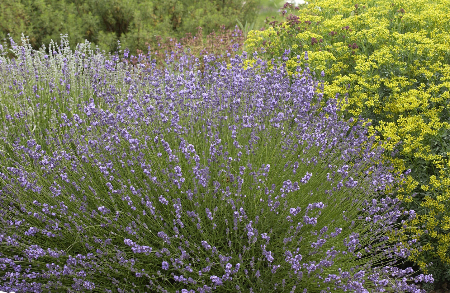 Lavandula angustifolia - Echter Lavendel