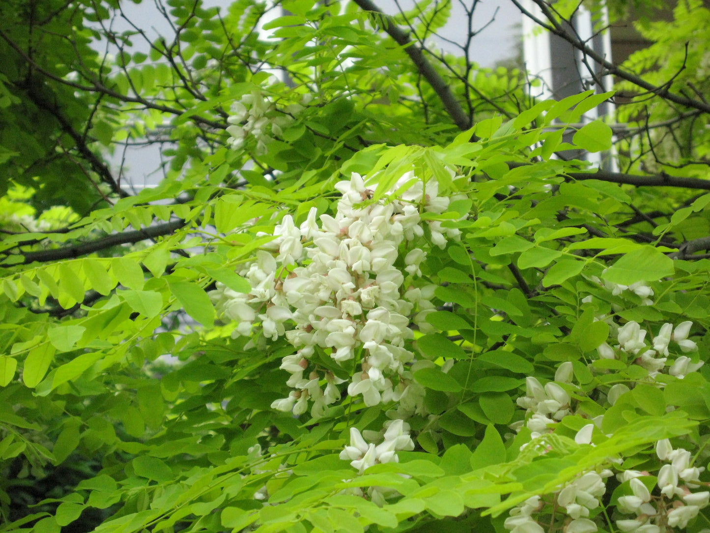 Robinia pseudoac.'Frisia' - Goldakazie 'Frisia'