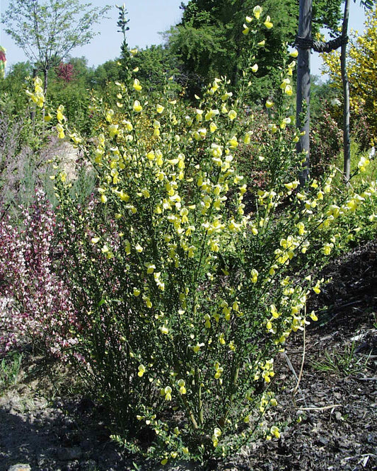 Cytisus scoparius 'Luna' - Edelginster 'Luna'