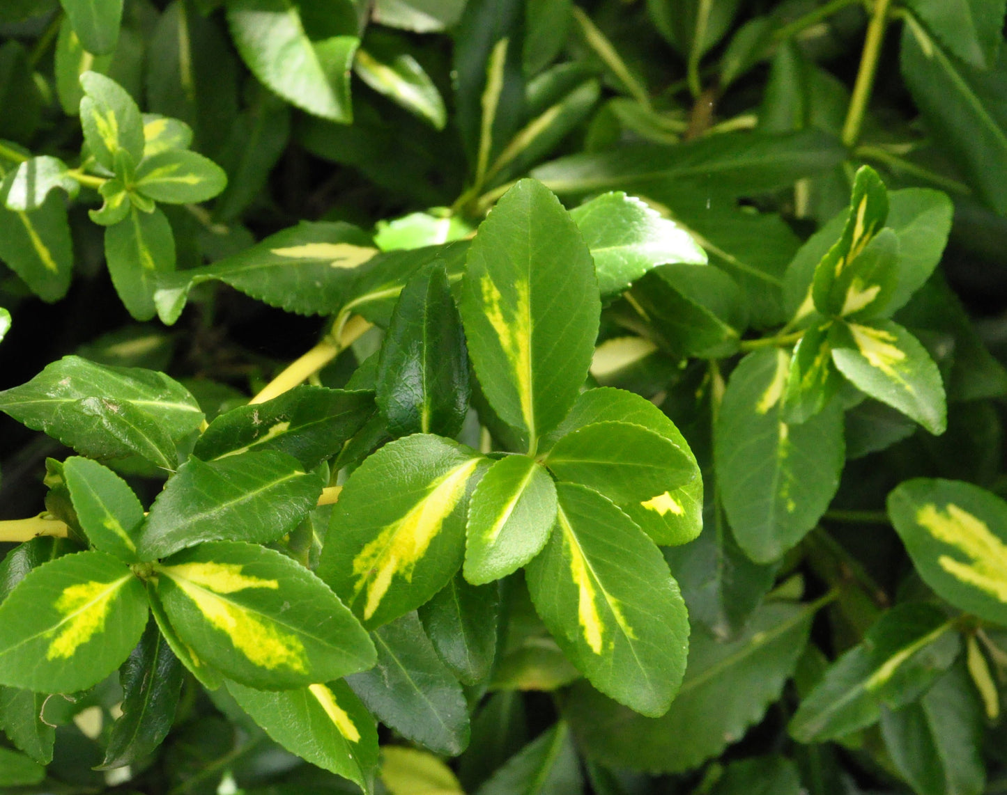 Euonymus fortunei 'Sunspot' - Kriechspindel 'Sunspot'