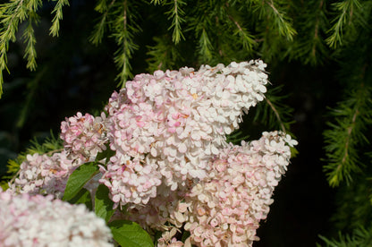 Hydrangea paniculata 'Vanille-Fraise' ® - Rispenhortensie 'Vanille Fraise' ®