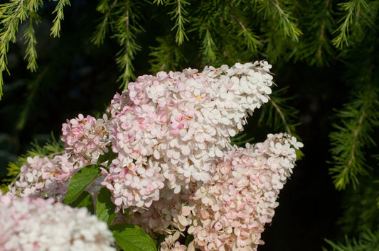 Hydrangea paniculata 'Vanille-Fraise' ® - Rispenhortensie 'Vanille Fraise' ®